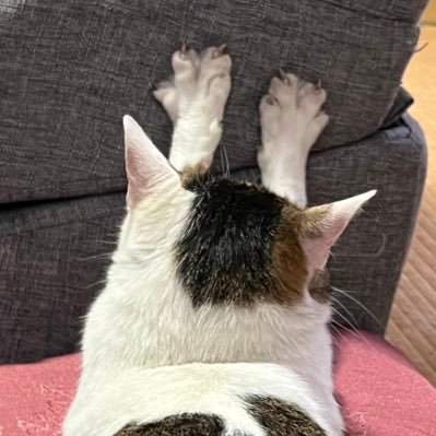 こんにちは！　ひろデス　Twitterに猫🐈・旅行🏍️・食べ歩き🍜などを上げていきたいです！　　　　　　漫画・アニメも好きなので趣味が合いましたらフォローしていただけると嬉しいです❤️