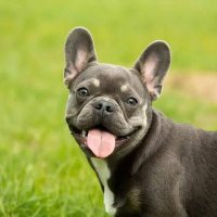 French Bulldog Club(@french_bulldoog) 's Twitter Profile Photo