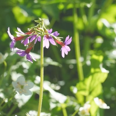 ritaritacha's profile picture. 