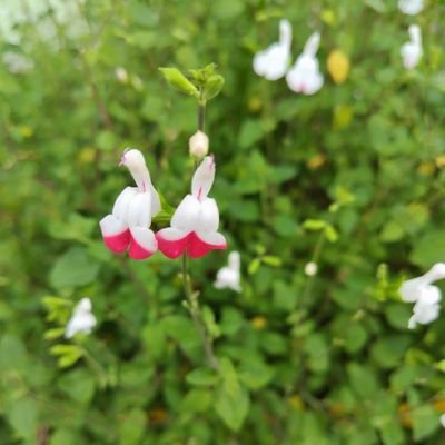 嵐雨風空を愛でるためだけのアカウント。それ以上でも以下でもない。