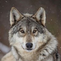 Save Our Wolves(@saveourwolves23) 's Twitter Profile Photo