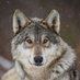 Save Our Wolves (@saveourwolves23) Twitter profile photo