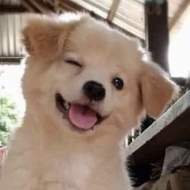 puppy_precious_'s profile picture. 狗狗教