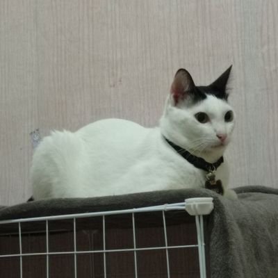 nceppp99's profile picture. 