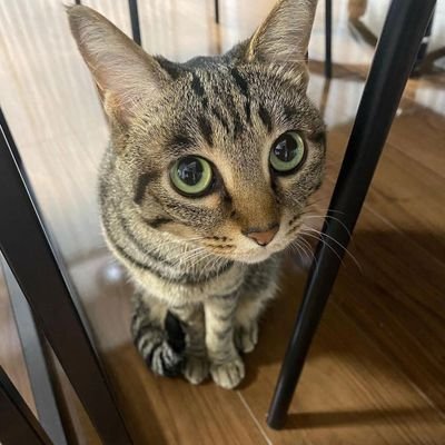 CheetoTaki's profile picture. 