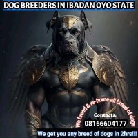 Dog breeders in Ibadan Oyo State(@softouchkennel) 's Twitter Profile Photo