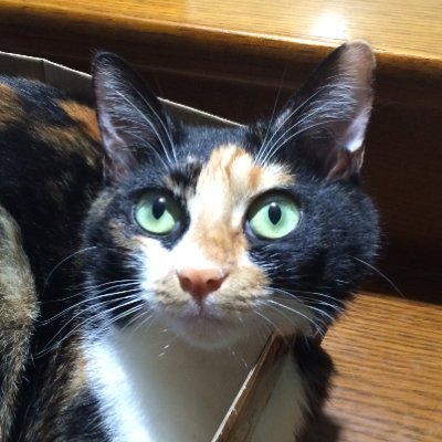 Rhodiaさんのプロフィール画像