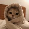 DrOreo599's profile picture. JNV'13 , Social Butterfly 🦋, Facultative memer 🤡 , Felinophile 🐈 , #TeamChai ☕ #Medtwitter