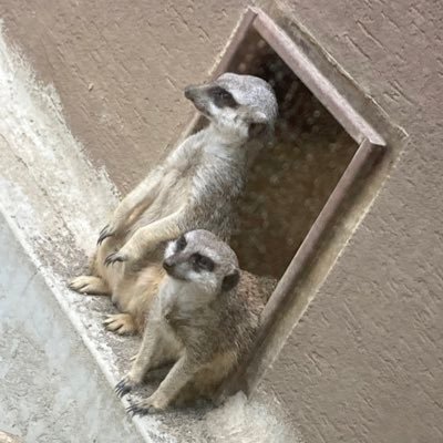 いもいもさんのプロフィール画像