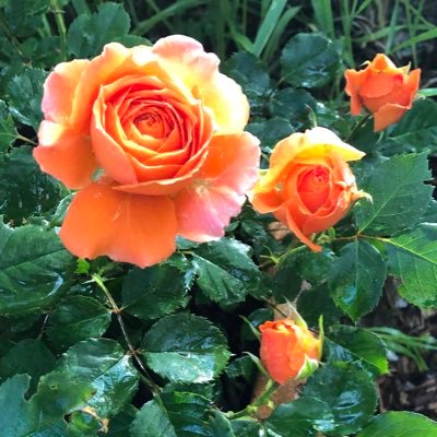 ORANGEappaloosa's profile picture. 