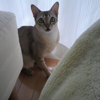 布布 (@fu_fu_fuuusen) 's Twitter Profile