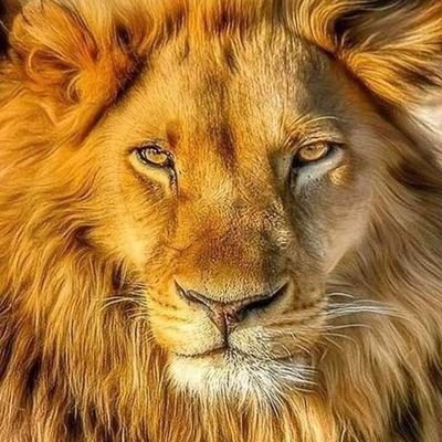 uaremyhappine's profile picture. I know that:I don't know anything!!