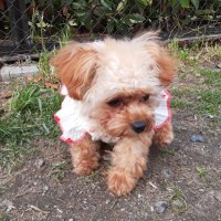 じゅん (@purintorin0623) 's Twitter Profile