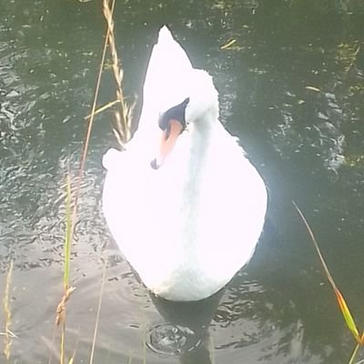 ObservantGreen1's profile picture. 