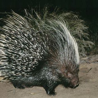 The government’s most hated shiny spiky sexy mammal at your service! #AbolishTheATF #AbolishTheIRS NOT endorsed by the Libertarian Party… yet.