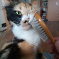 Arnar Thor Oskarsson (@erkiengill) 's Twitter Profile Photo