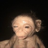 dongle (@widemanjackson) 's Twitter Profile