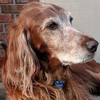 Jennifer (@wrigleyguinness) 's Twitter Profile