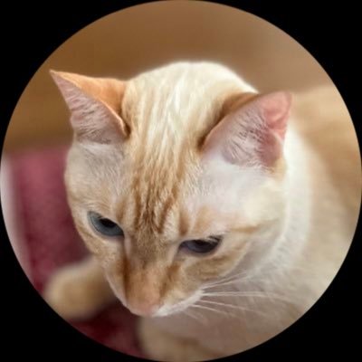 にゃんこ™ | 千客万来 ようこそさんのプロフィール画像