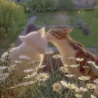 daily sensory (@dailysensory) 's Twitter Profile