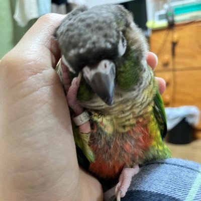 ウロコインコ11歳