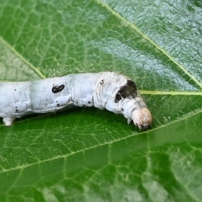 🐛1922年からカイコを飼育する102年目の研究室｜
約800系統の研究用カイコを保有しています【世界一】｜

🐛NBRP カイコ代表機関｜
カイコやクワコ(生体／培養細胞／DNA)の分譲を行っています。研究機関はじめ一般の方にもお譲りしています(小中高校の教材や自由研究、個人の飼育など)｜桑も分譲可｜
詳しくは↓