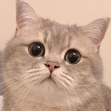 PCFCANJAY's profile picture. XII Animation Major!