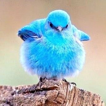 nwrbird's profile picture. 