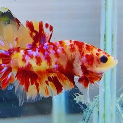Selling betta fish. Can send betta to
China 🇨🇳 America 🇺🇸 Singapore 🇸🇬 Malaysia 🇲🇾 Philippines 🇵🇭 Australia 🇭🇲
Italy 🇮🇹