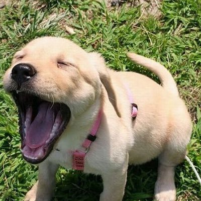 koharuzi's profile picture. 可愛いは正義🤟