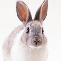 Asha hater (@ashahaters) 's Twitter Profile
