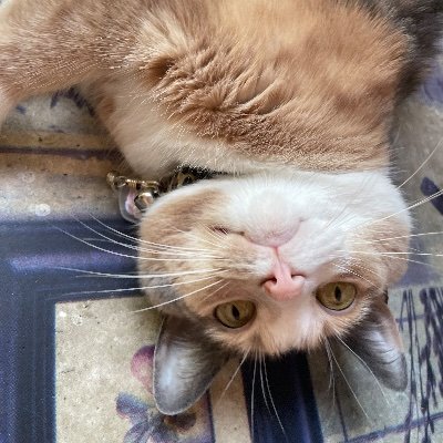 アリスさんのプロフィール画像
