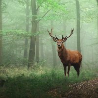 strassenpolitiker 🌲 (@corcpust) 's Twitter Profile
