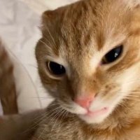 Katze (@bonafide_katze) 's Twitter Profile Photo Katze (@bonafide_katze) 's Twitter Profile Photo