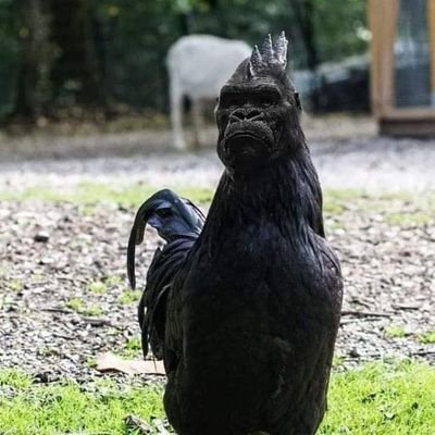 rochylara2021's profile picture. Trader