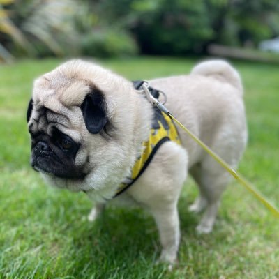 Based between Sydney, London and Nottingham shopping, dining and travelling; critiquing the organisations who's products and services I buy. And Pugs!