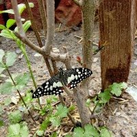 I am Arshad Shareef (@muhammadan74173) 's Twitter Profile