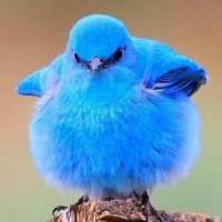Sandy M.πΊπΈ ππ» (@sandymcinturff1) 's Twitter Profile
