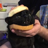 下水猫尾 (@nekobiii) 's Twitter Profile