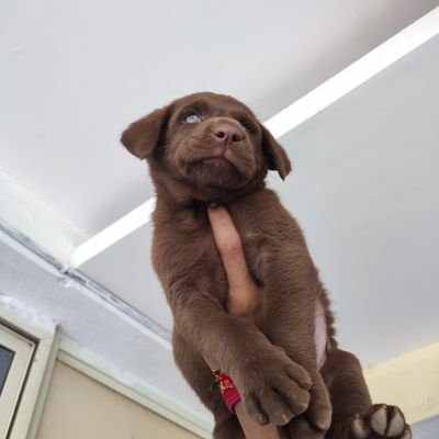 _akashsarangi_'s profile picture.