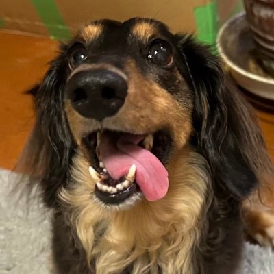 inu_Maru_0823's profile picture. 2021年8月23日に推定5歳で家族になった保護犬"まる"の記録用アカウント、犬見知り人見知りなビビり犬、先代犬チョッパーも保護犬Mダックス、2005年に家族になり、2018年5月1日に旅立ちました。 2024年3月6日クサガメのカメコ20歳が家族に。 運用主の人間も人見知りですがリプライ嬉しいです。