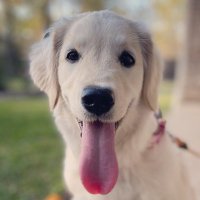 TexDoggie (@texdoggie) 's Twitter Profile