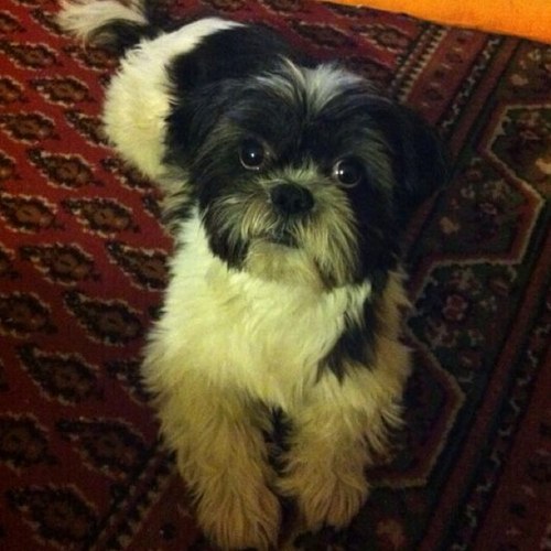 BianchiniSante's profile picture. 