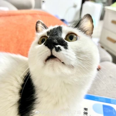 shuyuanxu2008's profile picture. 