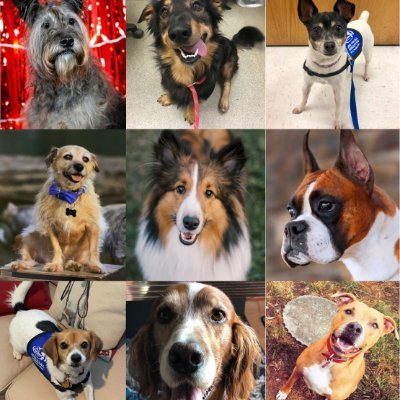 DogsOnCall Profile Picture