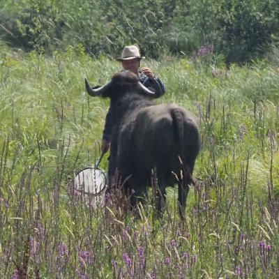 Independent entomologist, ornithologist, botanist, grazing ecologist, human. Integrating landscapes and conservation of animals, plants and more. Sapere aude!