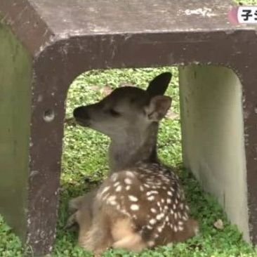 ASUKA88232's profile picture. いろいろ模索中。まだ先が見えてないから順番にクリアしていくことにしました。Xはしばし保留かな。たまに覗きにくるけどw