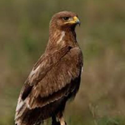 Anand0815's profile picture. I approach discussions with a rational perspective, thoughtfully considering a wide range of topics presented on my wall feed.