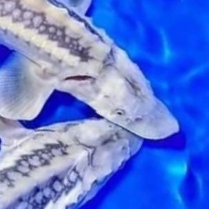 jing_jing_jong's profile picture. PANAMAN FAN 🙌🙌🙌🙌🙌