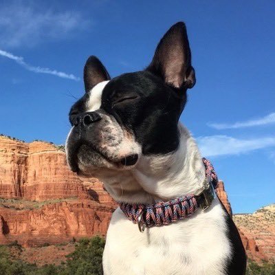 LoveBostonTerrier